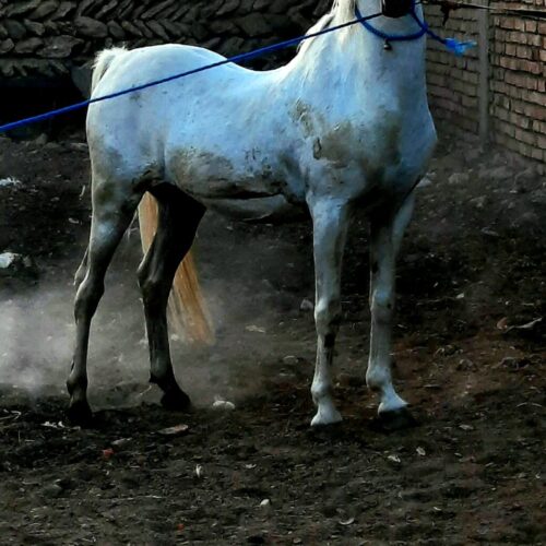 سیلمی کورد خالص