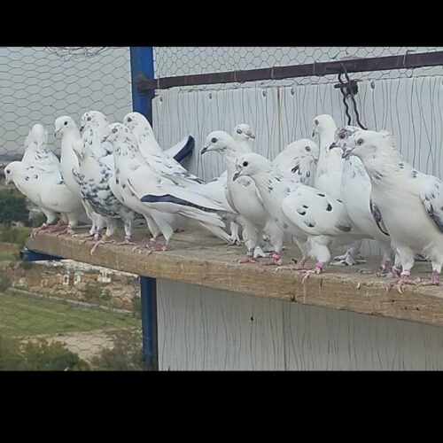 کبوتر کفتر کارنامه دار گرویی عطیقه گنجه بر