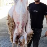 گوسفندگاو قصاب سیارعلی