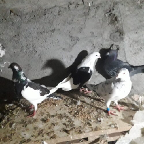 کفتر دورگ