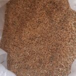 چلتوک نوگرونی