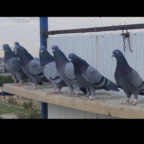 کبوتر کفتر کارنامه دار گرویی عطیقه گنجه بر