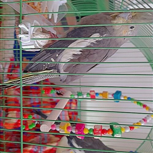 عروس هلندی جفت آماده جفت گیری