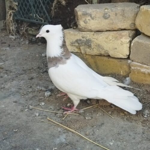 کبوتر