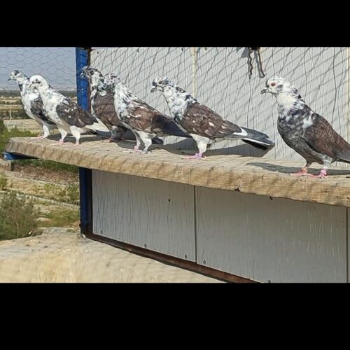 کبوتر کفتر کارنامه دار گرویی عطیقه گنجه بر