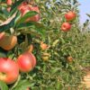 نهالستان سبز سلیمی