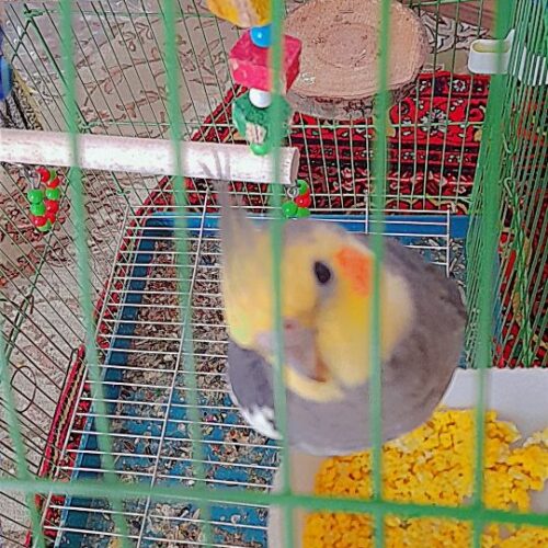 عروس هلندی جفت آماده جفت گیری