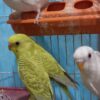 مرغ عشق قناری فنج عروس هلندی کفتر