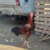 دوعددخروس اصیل