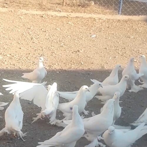 کبوتر اویناخ