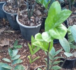 گل زانفولیا سبز