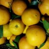 چغندر. شلغم. کدو. کلم. پیاز. سیب زمینی. پرتقال