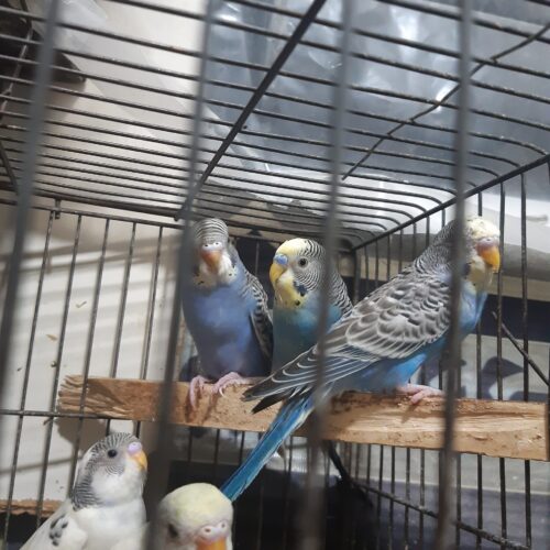 مرغ عشق بالغ نر 4 ماهه