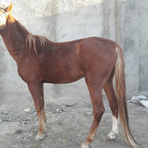 اسب سواری نژاد دار دو خون