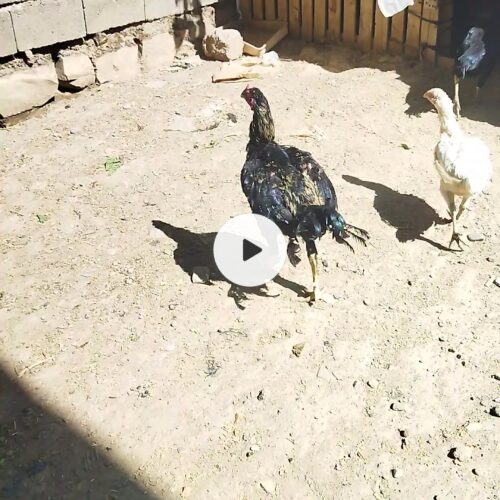 خروس ومرغ لاری