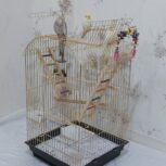 عروس هلندی نر و ماده