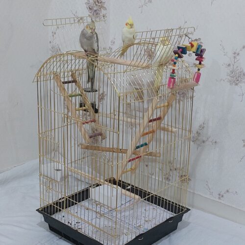 عروس هلندی نر و ماده