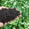 فروش انواع چای و برنج و پرتقال و نارنج شمال