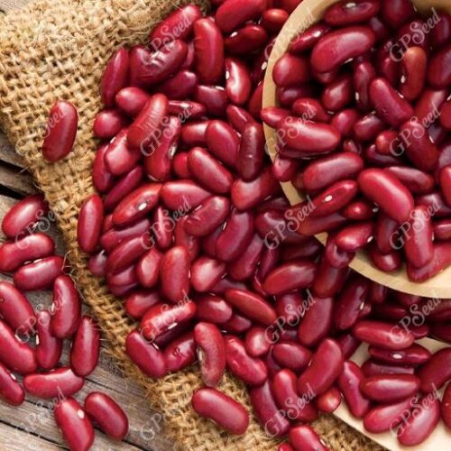 لوبیا چیتی و قرمز بزرگ