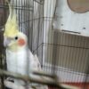 عروس هلندی لیتیونی مولد وجوجه 4ماه