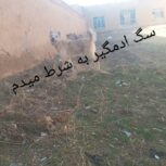 سگ دهن پاک