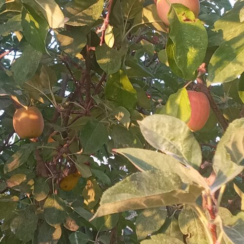 220 قصب درختکاری و ثمری با 1ساعت آب چاه