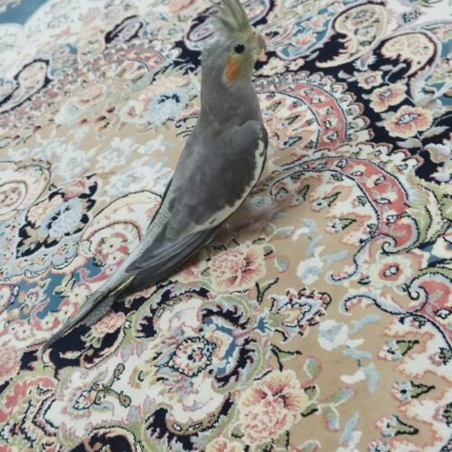 پرنده عروس هلندی