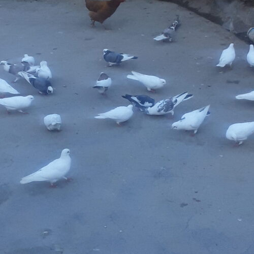 کبوتر معمولی خانگی
