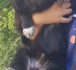 سگ گمشده فرهنگ شهر