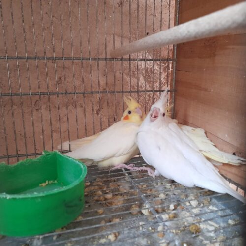 جوجه عروس هلندی سرلاکی و نرمه خور