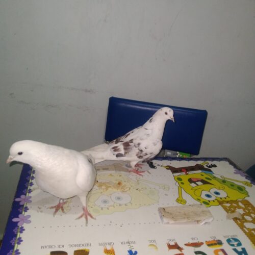 دو عدد کفتر نر وماده