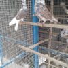 کفتر دهن جور تضمینی