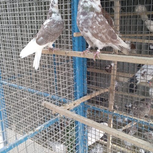 کفتر دهن جور تضمینی