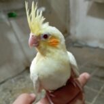 عروس هلندی سرلاکی