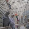 فروش عروس هلندی 4 ماهه