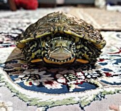 لاکپشت تایلندی