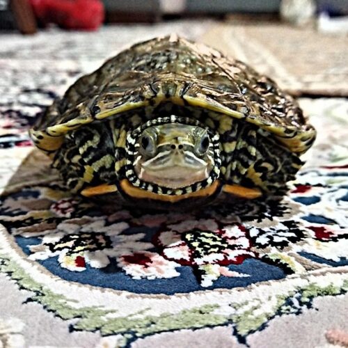 لاکپشت تایلندی