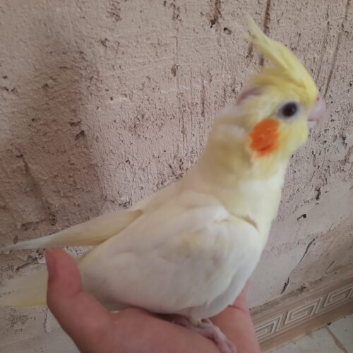 جوجه عروس هلندی سرلاکی و نرمه خور