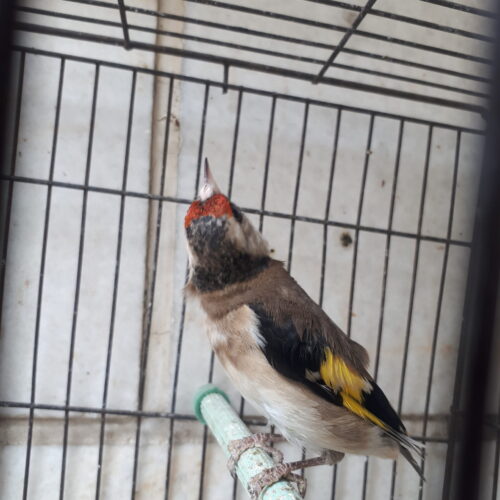 سهره نشوندار