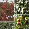 نهال زرشک و عناب فروشی