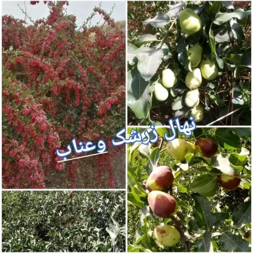 نهال زرشک و عناب فروشی