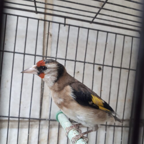 سهره نشوندار