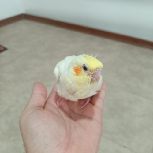 یک عدد جوجه عروس خانوم لوتینو و برادرش