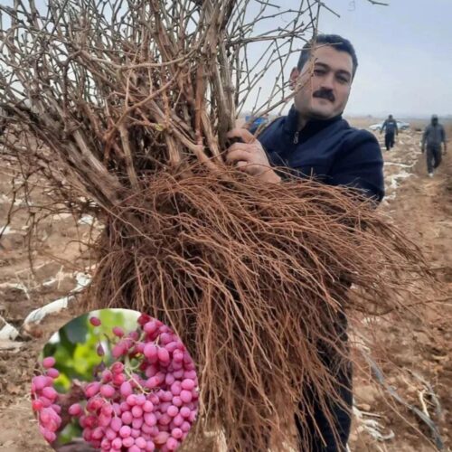نهالستان پرباروبهترین نهالها