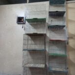 قفس قناری وسهره
