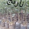 فروش5500نهال:گردوکاغذی،انارساوه،انجیر سه فصل ژاپن،نارنج