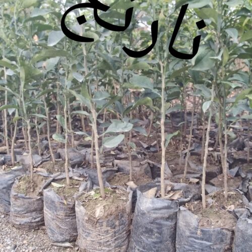 فروش5500نهال:گردوکاغذی،انارساوه،انجیر سه فصل ژاپن،نارنج