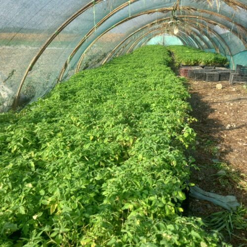 نهال گوجه فرنگی