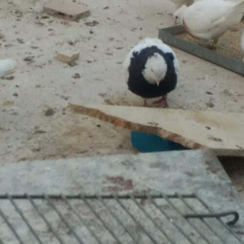 کبوتر طوقی