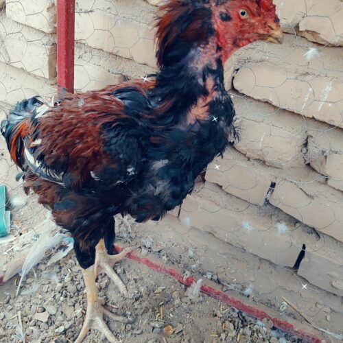 خروس چاباری